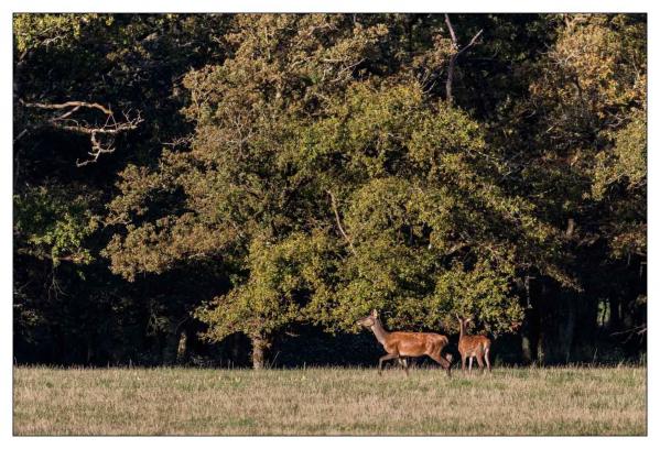 Chambord