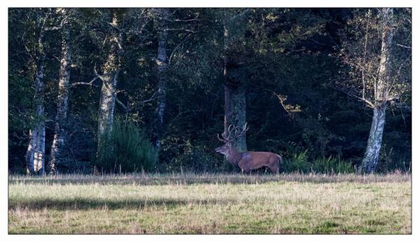 Chambord