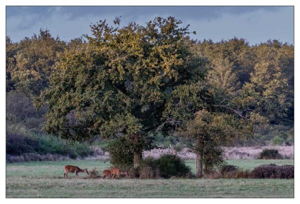 Chambord