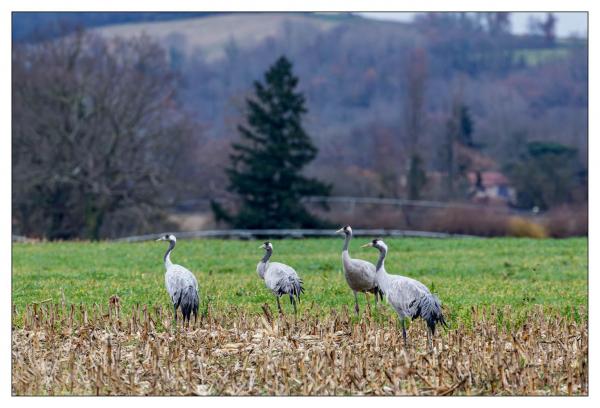 Grues