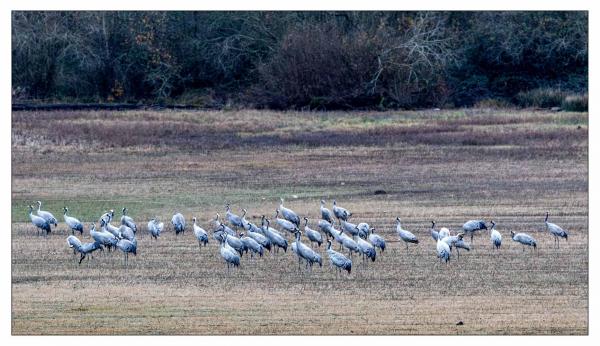 Grues