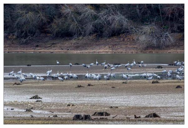 Grues