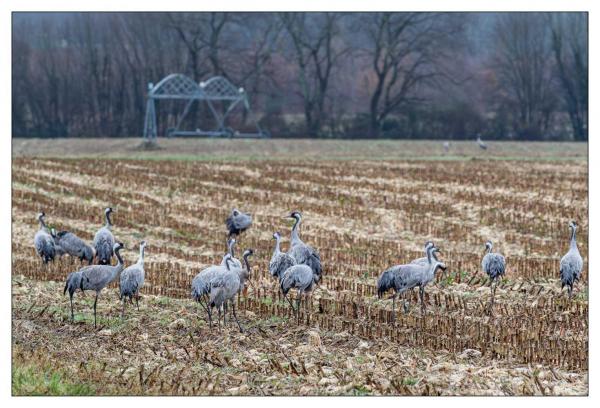 Grues