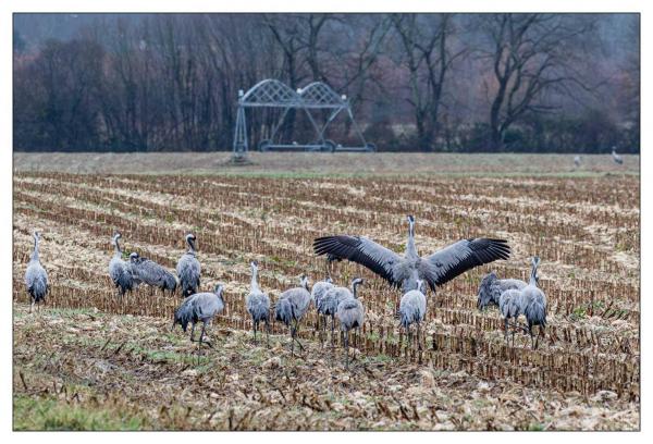 Grues