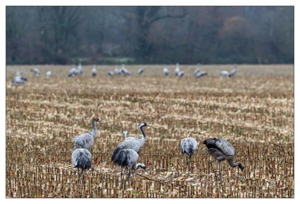 Grues