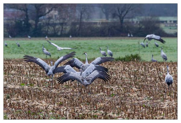 Grues